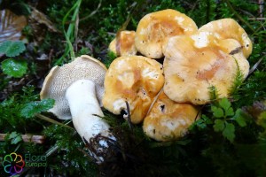 Hydnum rufescens (1)